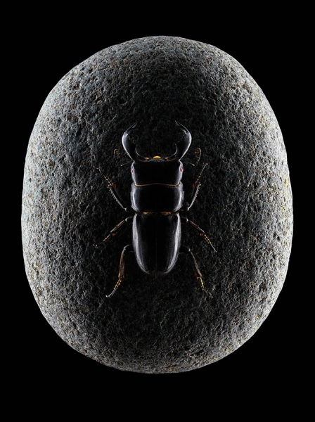 Photograph Tal Silverman Beetle Stone on One Eyeland